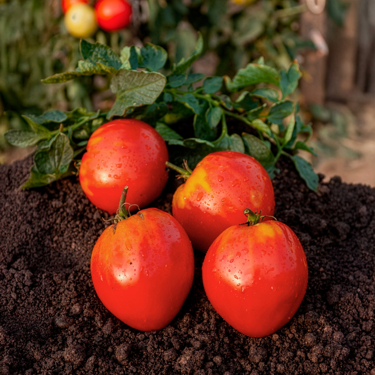 Tomate Coeur de boeuf - Solanum lycopersicum coeur de boeuf - Willemse