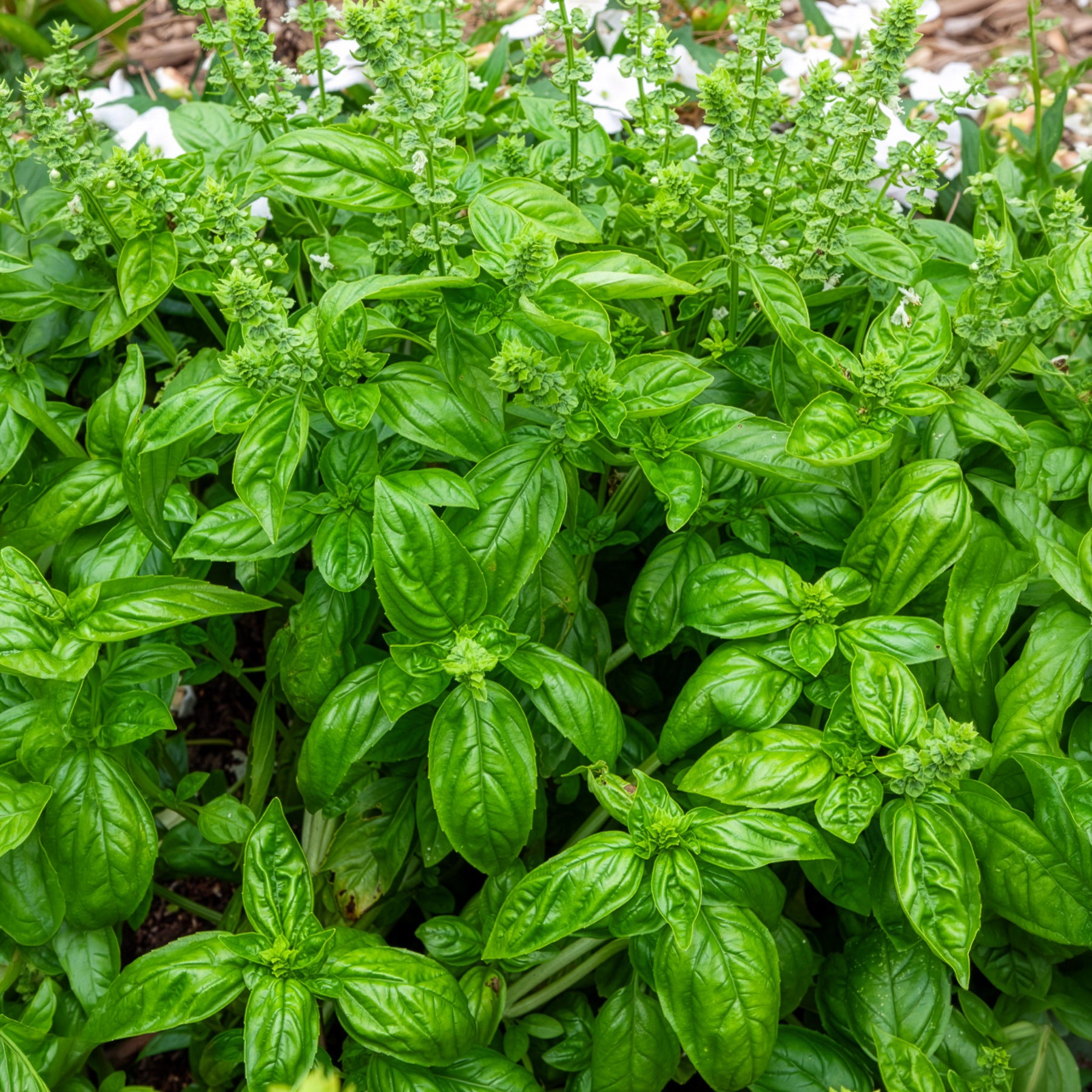 Basilic amélioration de Genovese Bio
