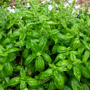 Basilic amélioration de Genovese Bio