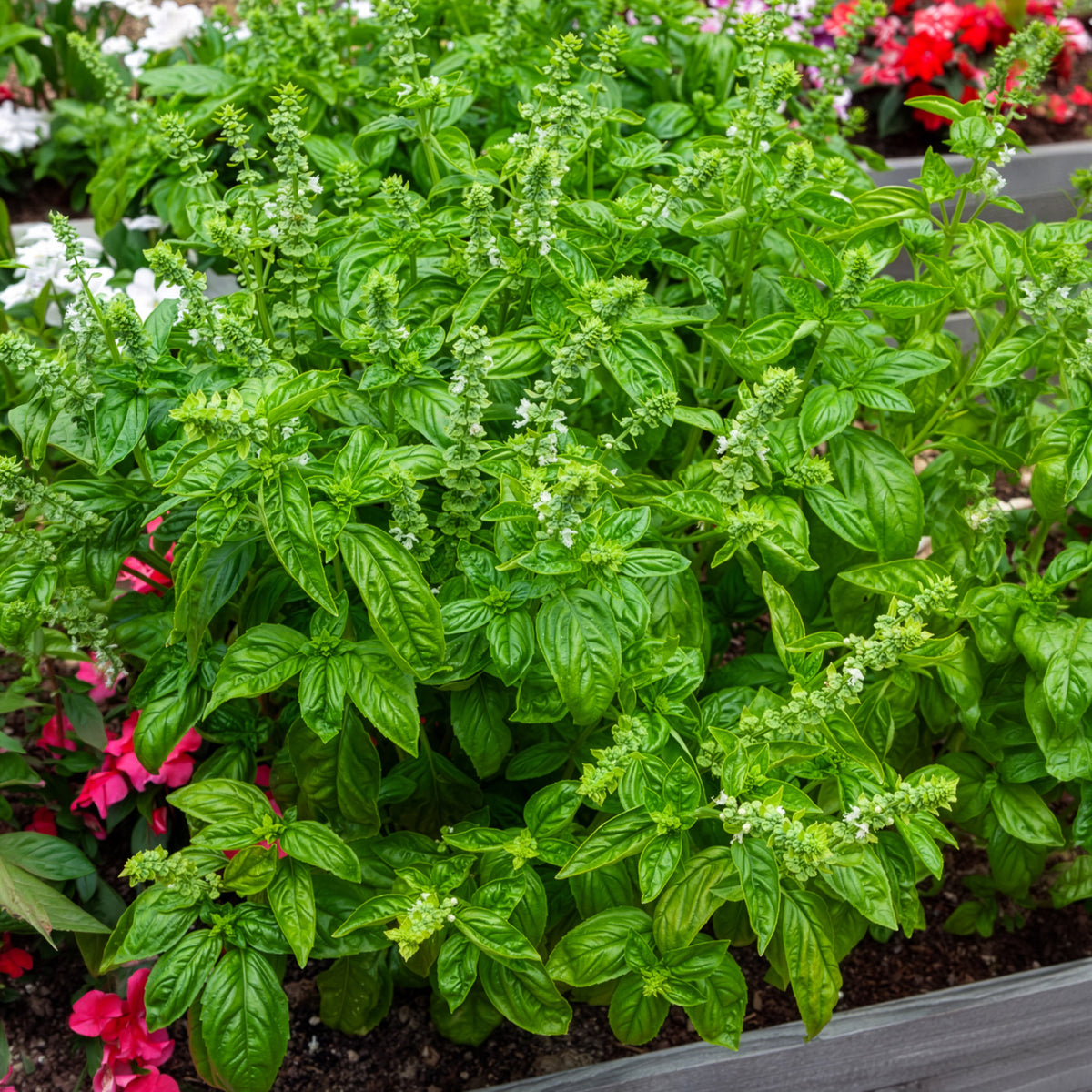 Ocimum basilicum genovese - Basilic amélioration de Genovese Bio - Graines d'aromatiques Bio