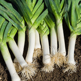 Poireau Monstrueux de Carentan 2 - Willemse
