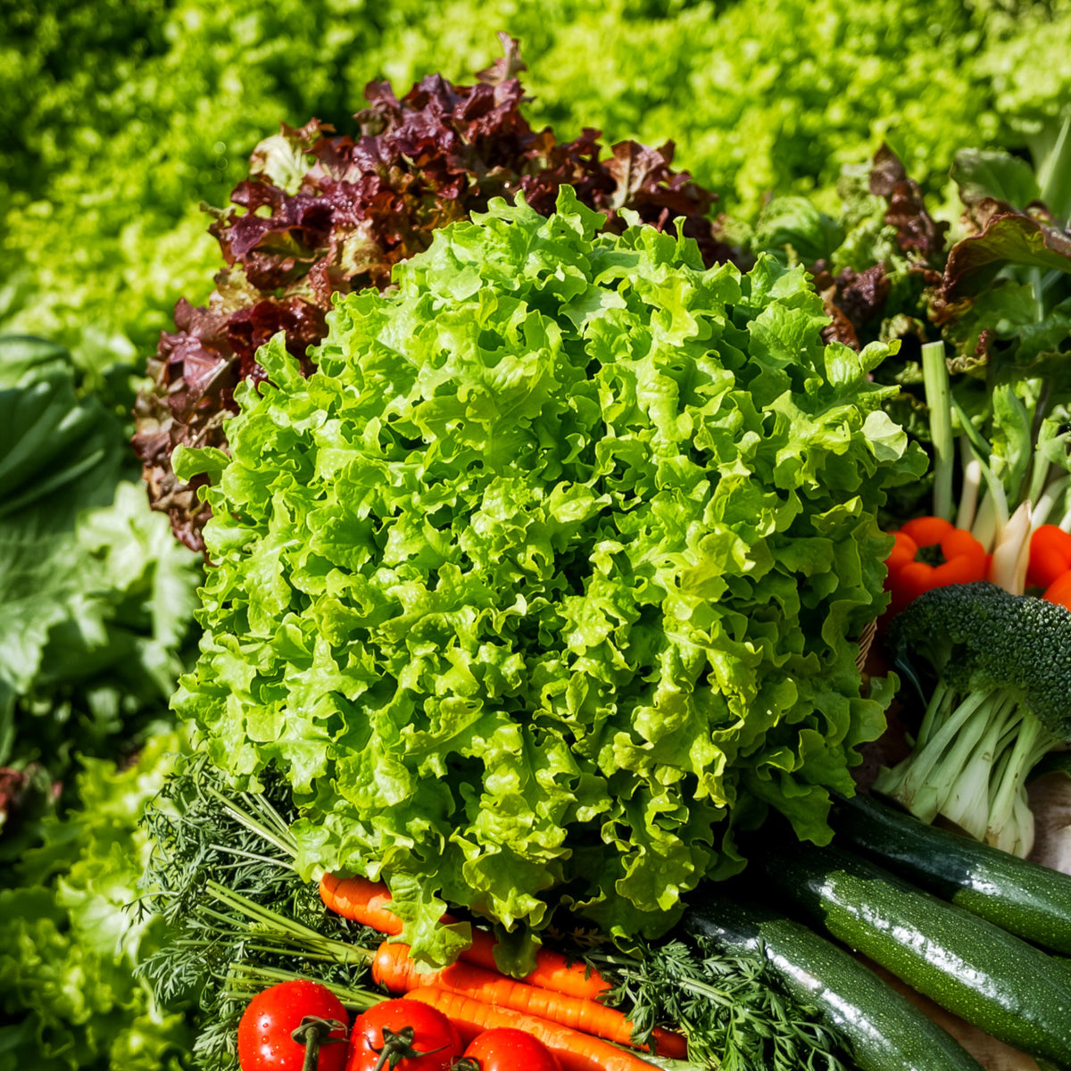 Laitue Salad Bowl verte Bio - Willemse