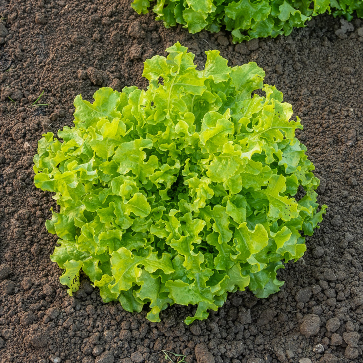 Laitue Salad Bowl verte Bio - Lactuca salad bowl verte - Willemse