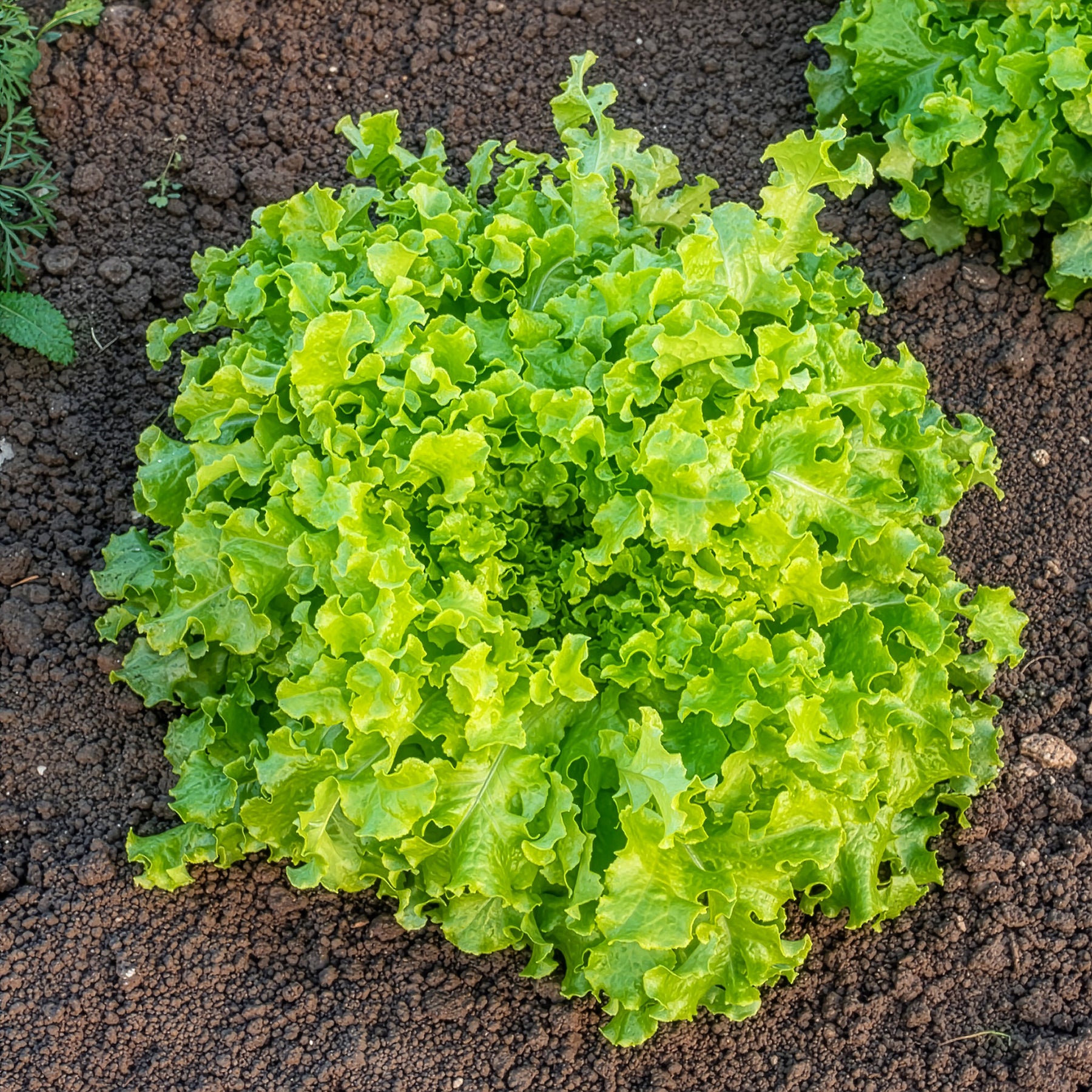 Lactuca salad bowl verte - Laitue Salad Bowl verte Bio - Graines de fruits et légumes Bio