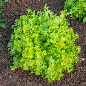 Lactuca salad bowl verte - Laitue Salad Bowl verte Bio - Graines de fruits et légumes Bio