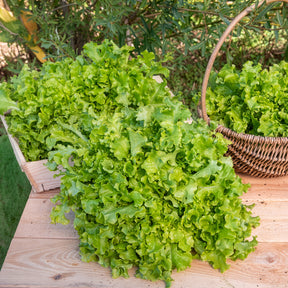 Graines de fruits et légumes Bio - Laitue Salad Bowl verte Bio - Lactuca salad bowl verte