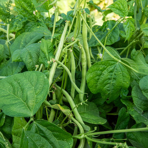 Haricot nain mangetout Maxi - Willemse