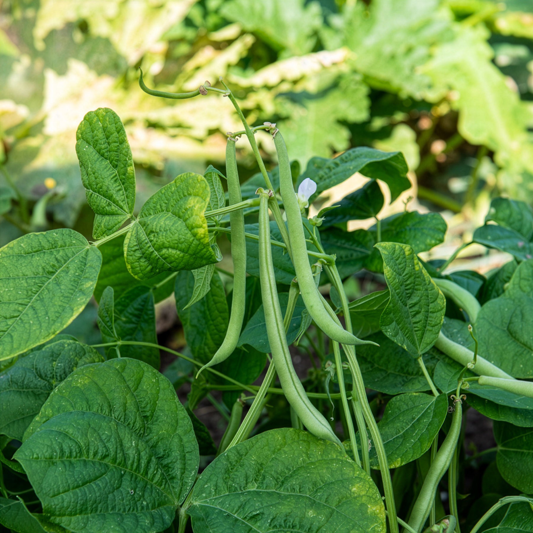 Haricot nain mangetout Maxi - Phaseolus vulgaris maxi - Willemse