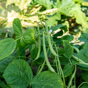 Haricot nain mangetout Maxi - Phaseolus vulgaris maxi - Willemse