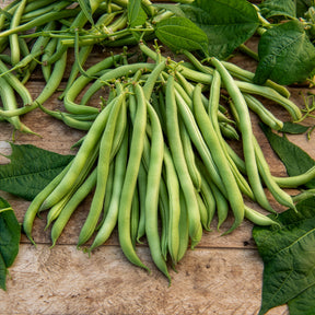 Phaseolus vulgaris maxi - Haricot nain mangetout Maxi - Haricots nains mangetout