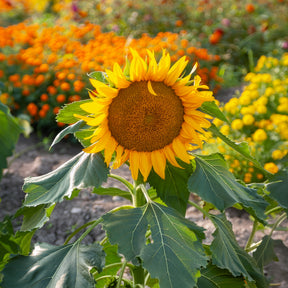 Tournesol à fleur simple naine Sunspot