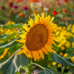 Tournesol à fleur simple naine Sunspot