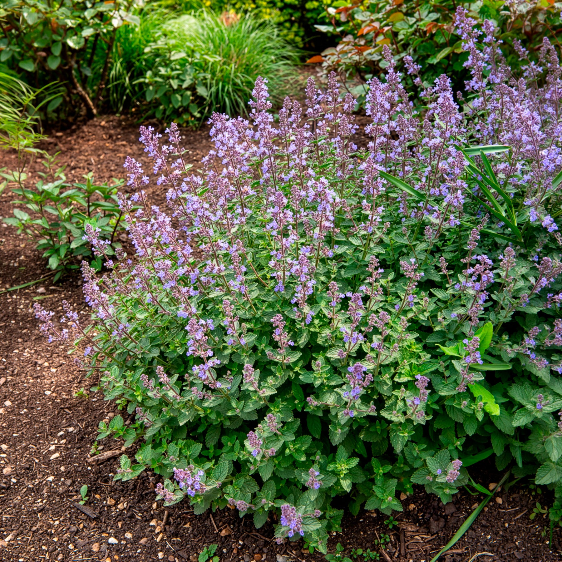 Nepeta Purrsian Blue