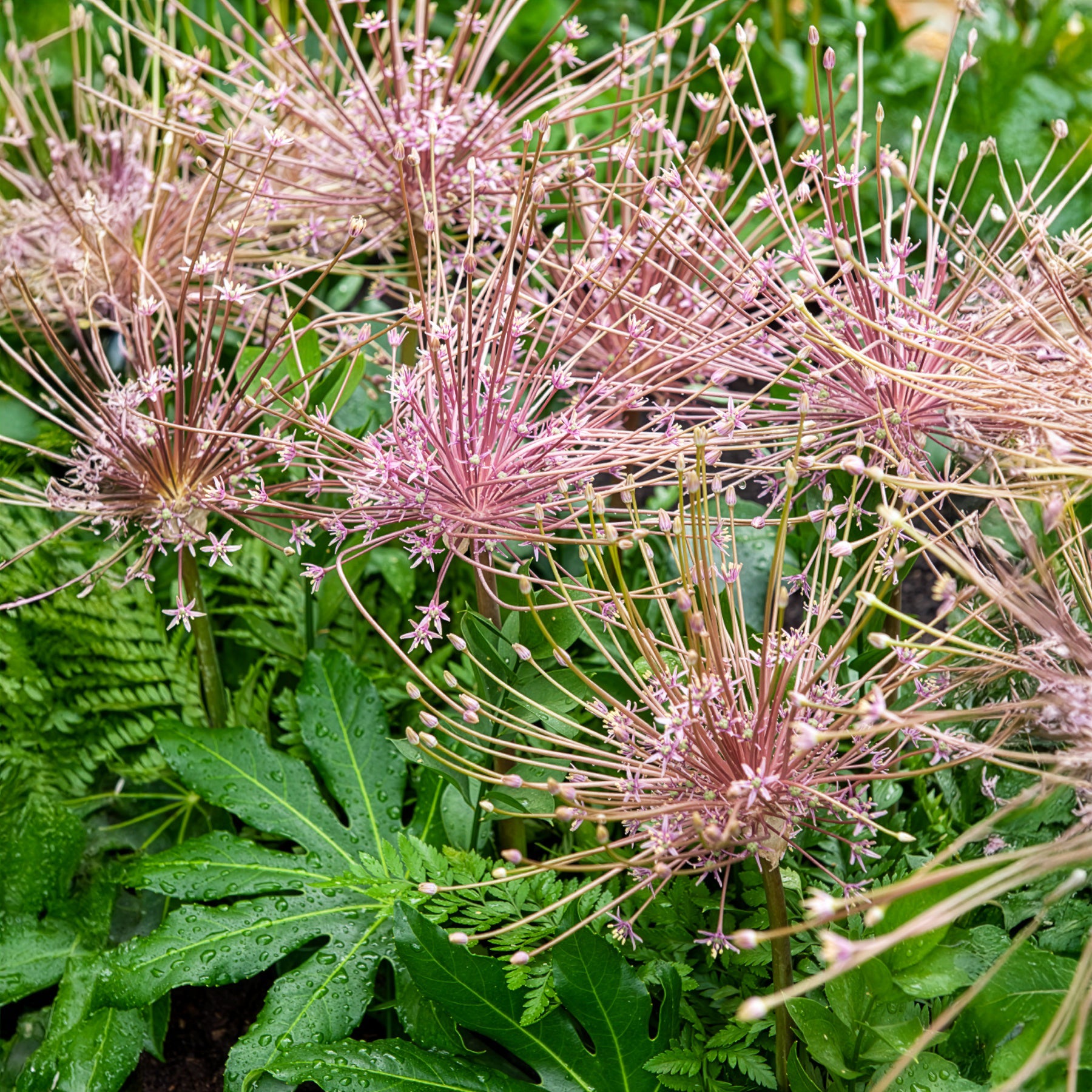 Allium - 5 Alliums Schubertii - Allium schubertii