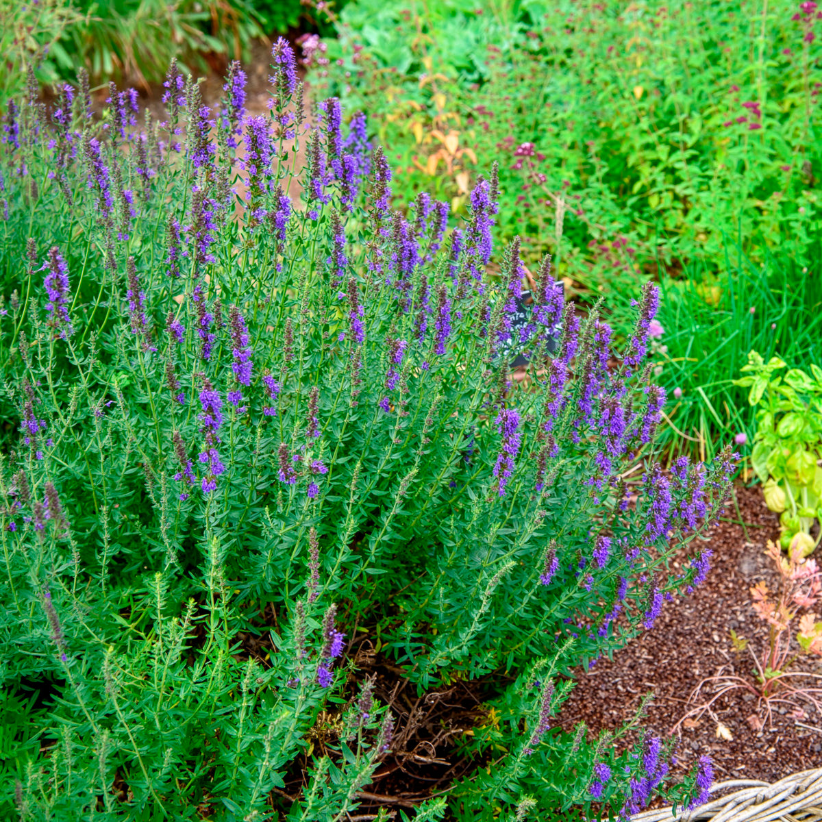 Hysope officinale