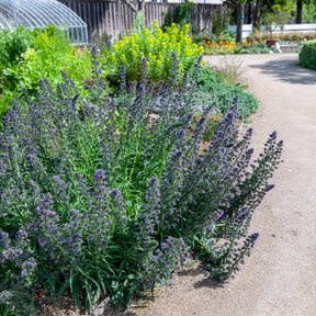 Echium vulgare - Vipérine commune - Echium vulgare - Willemse