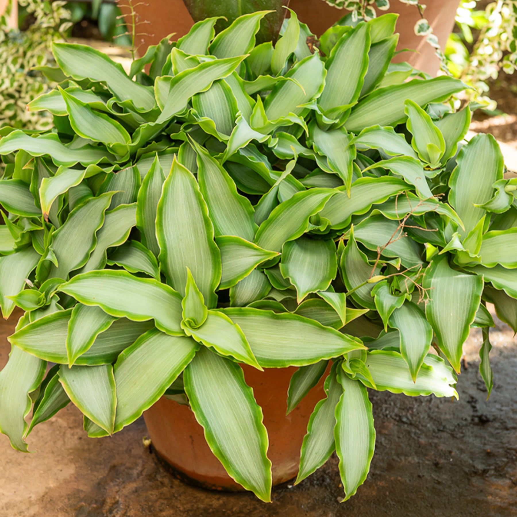 Murdannia loriformis Bright Star - Murdannia Loriformis Bright Star - Plantes vertes