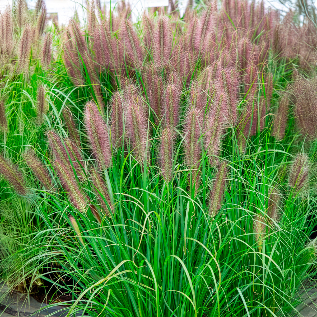 Herbe aux écouvillons Red head - Pennisetum - Pennisetum alopecuroides red head - Willemse