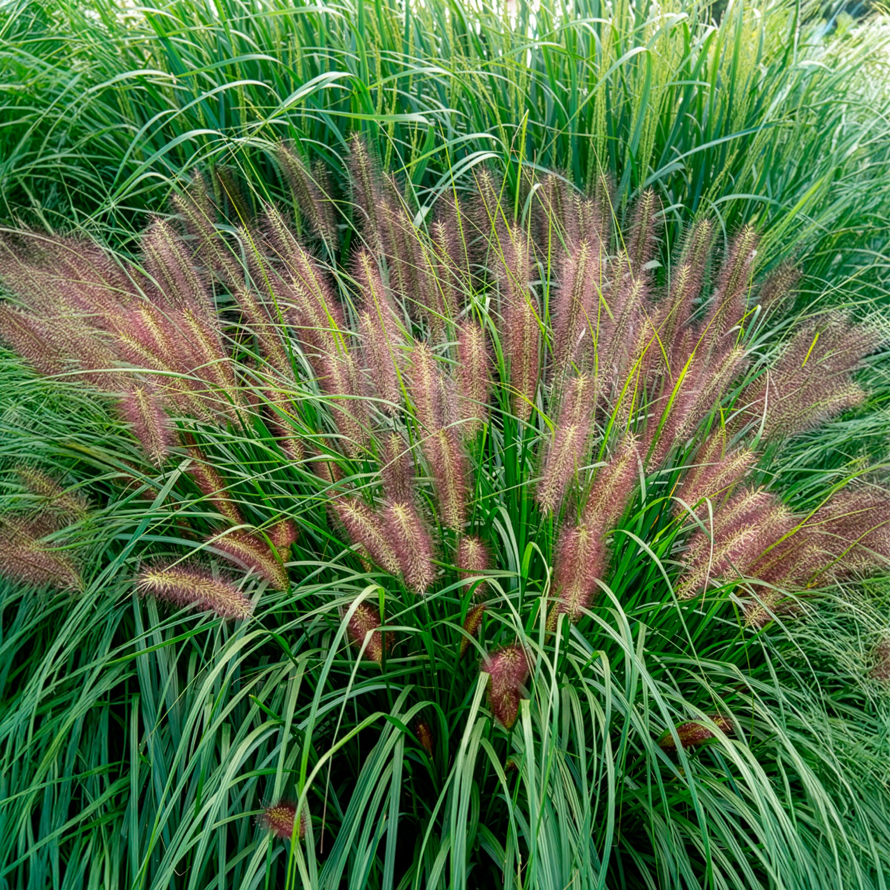 Pennisetum - Herbe aux écouvillons Red head - Pennisetum - Pennisetum alopecuroides red head