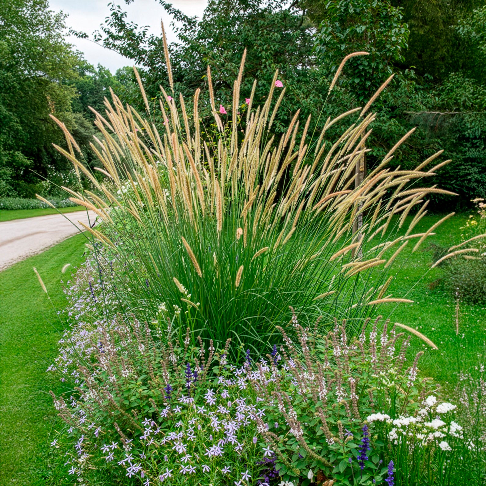 Vente Herbe aux écouvillons érigée - Pennisetum macrourum