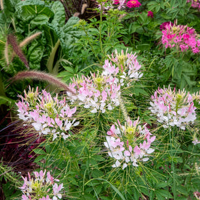 Cléome épineux Rose Beauty - Cleome spinosa rose beauty - Willemse