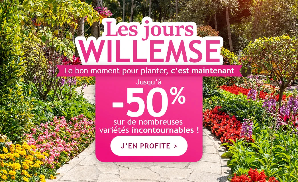Les jours Willemse jusqu'à -50%