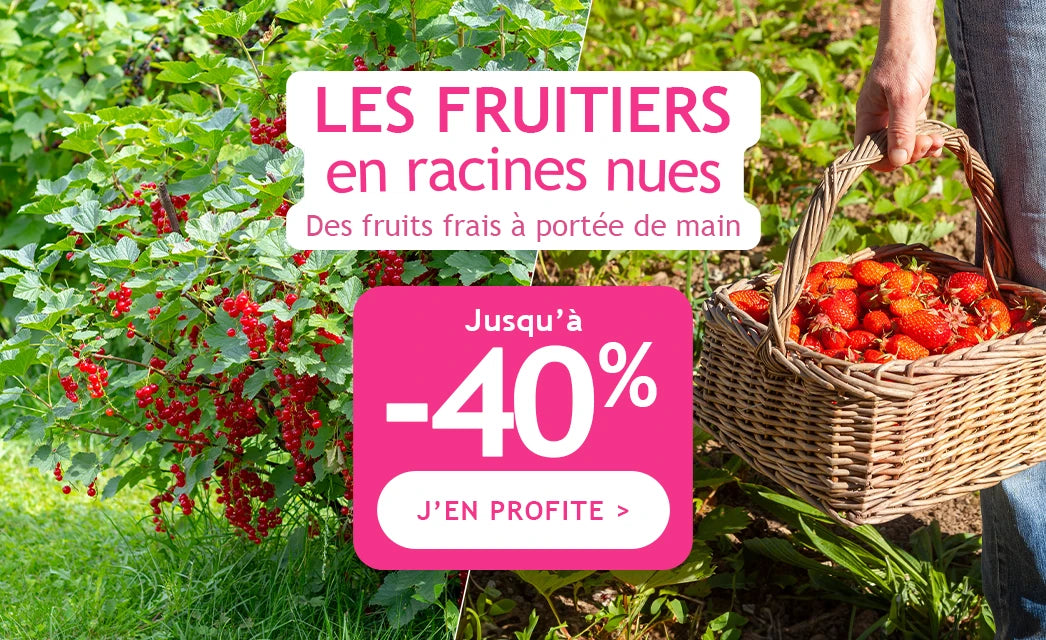 Jusqu'à 40% sur les fruitiers en racines nues !