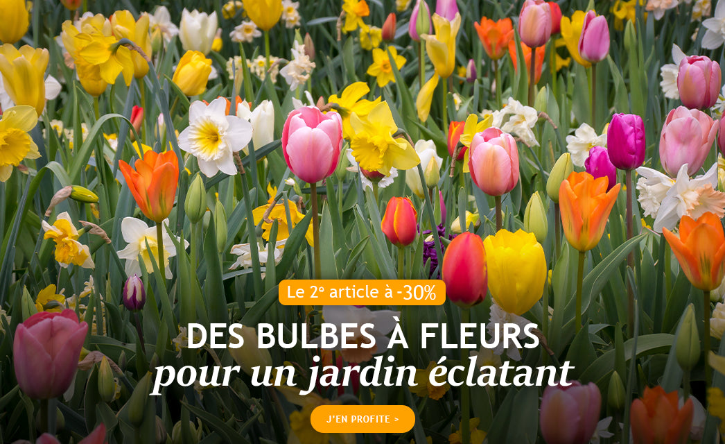 Des bulbes à fleurs pour un jardin éclatant : le 2ème à -30%