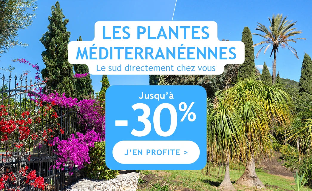 Jusqu'à -30% sur les plantes méditerranéenne ! 