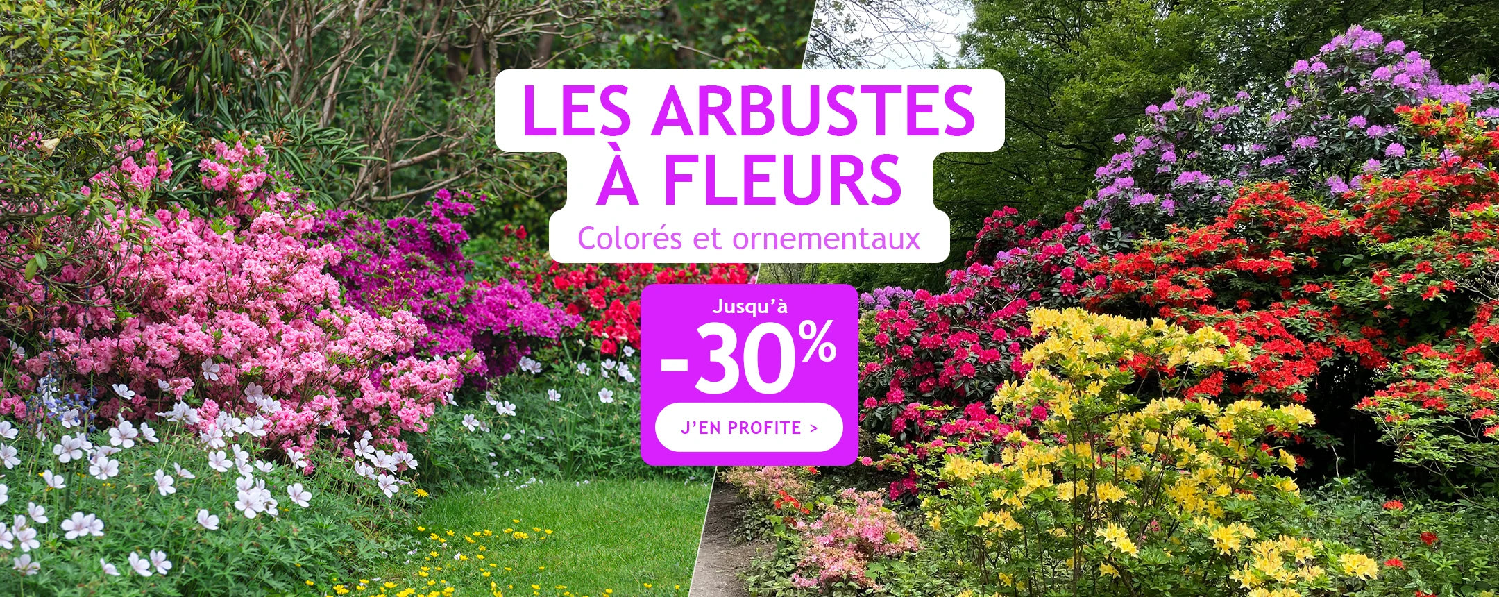 Les arbustes à fleurs jusqu'à -30% !