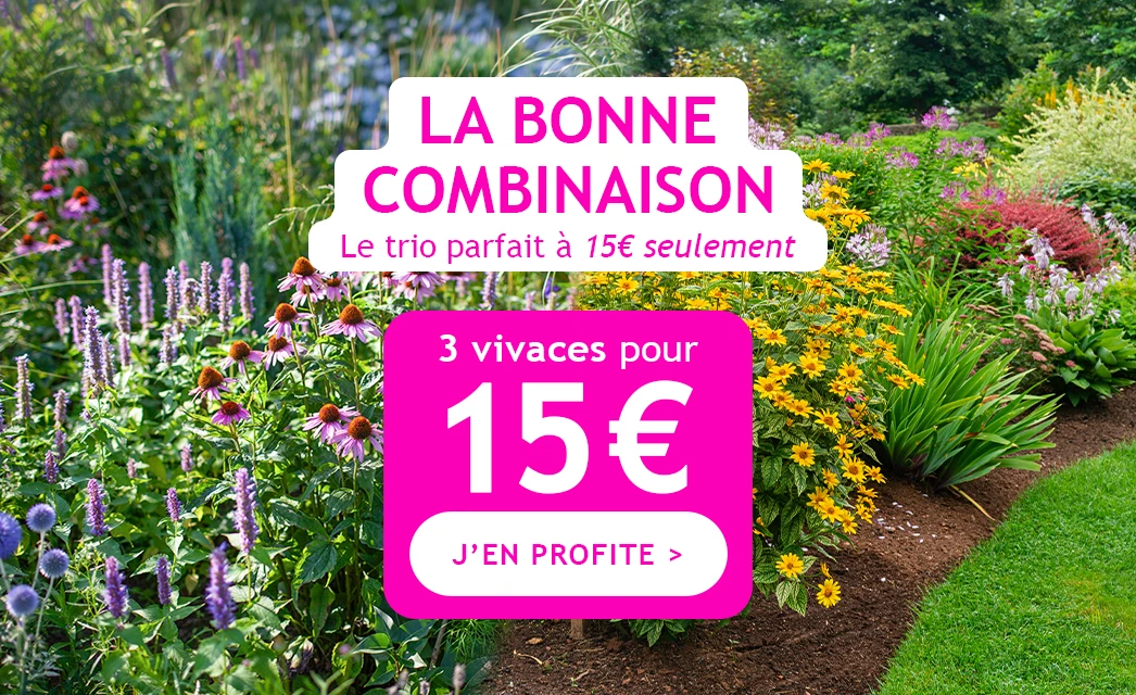 3 vivaces pour 15€ : la bonne combinaison !