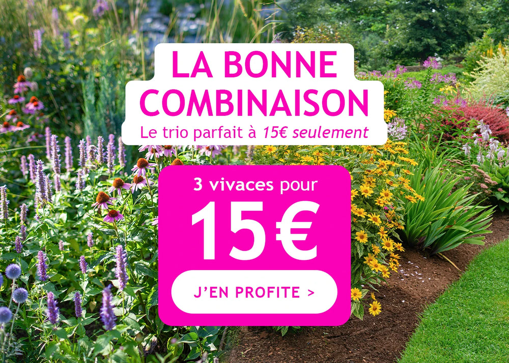 3 vivaces pour 15€ : la bonne combinaison !