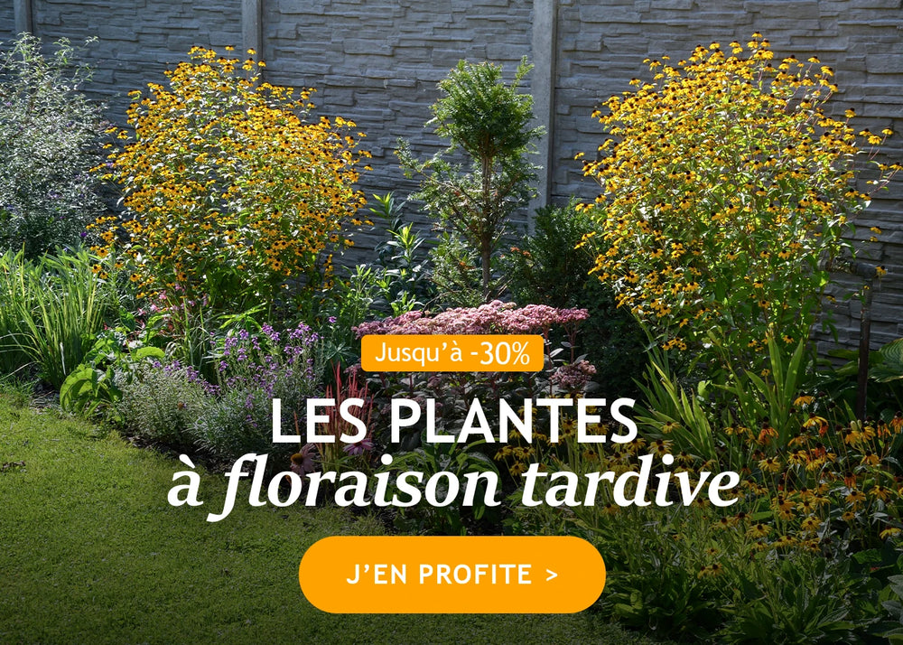 Jusqu'à -30% sur les plantes à floraison tardive