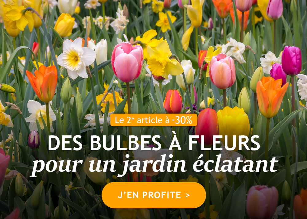 Des bulbes à fleurs pour un jardin éclatant : le 2ème à -30%