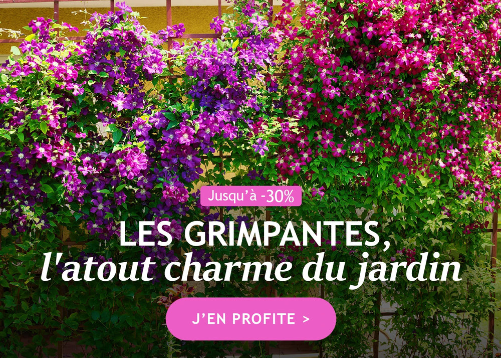 Jusqu’à -30% sur les grimpantes