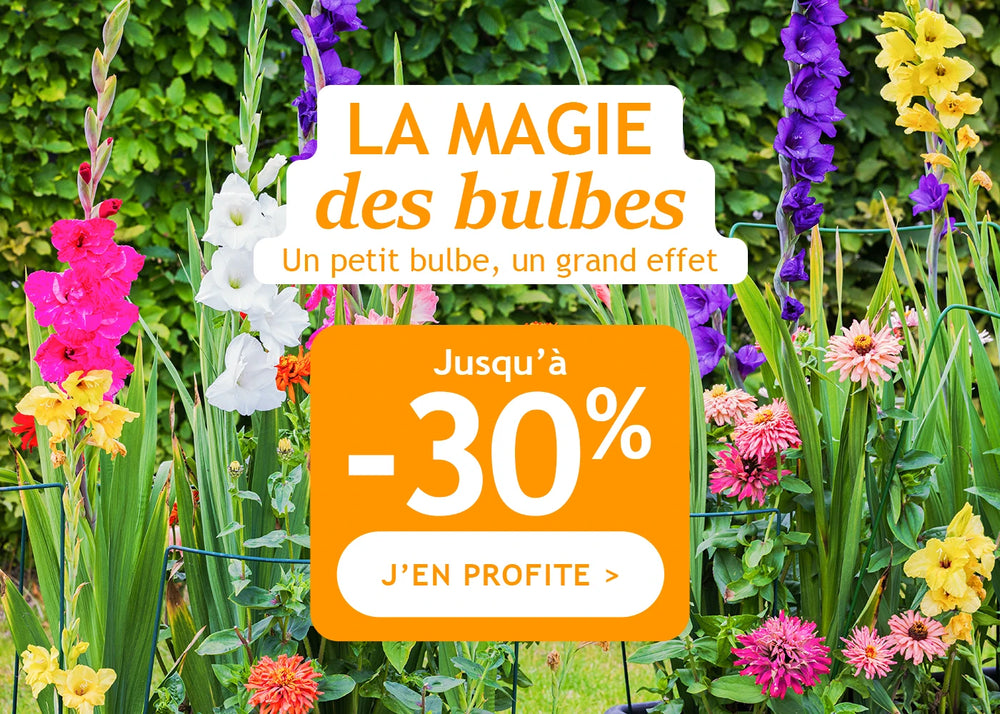 Jusqu’à -30% : la magie des bulbes