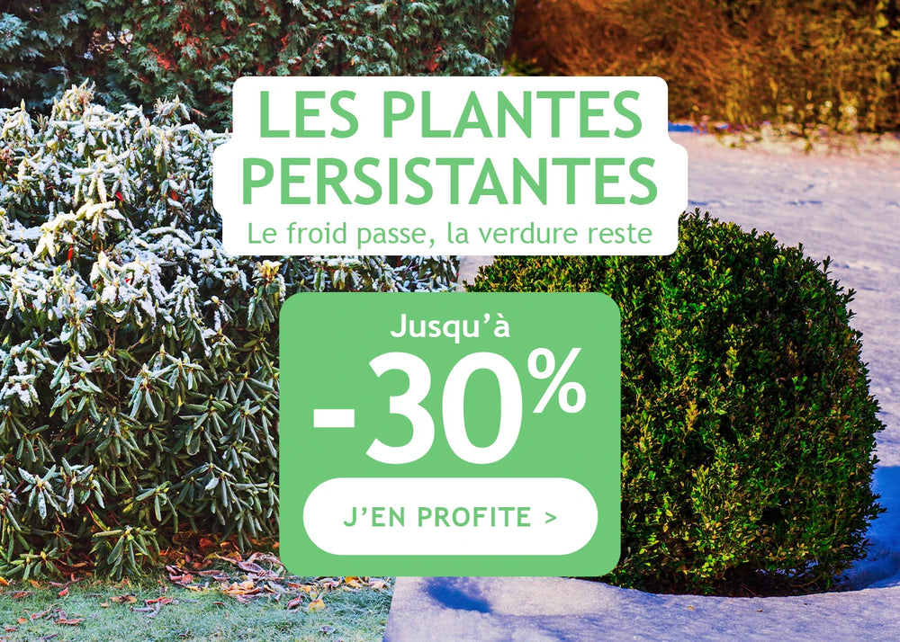 Jusqu'à -30% sur les plantes persistantes
