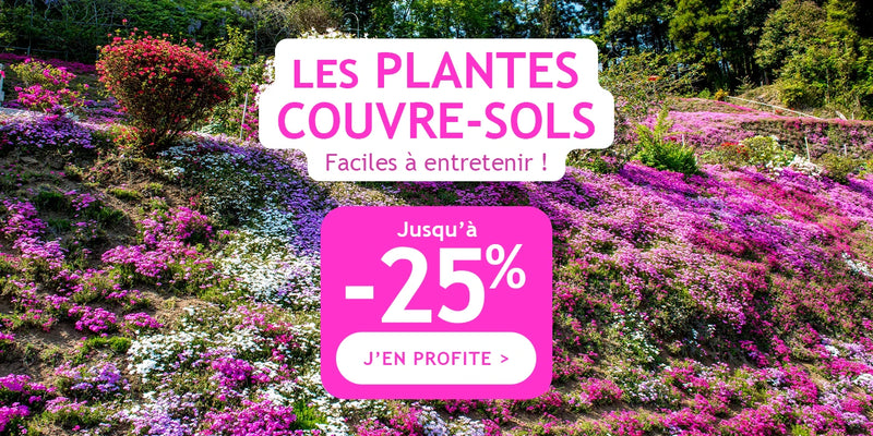 Jusqu'à -25% sur les plantes couvre-sols !