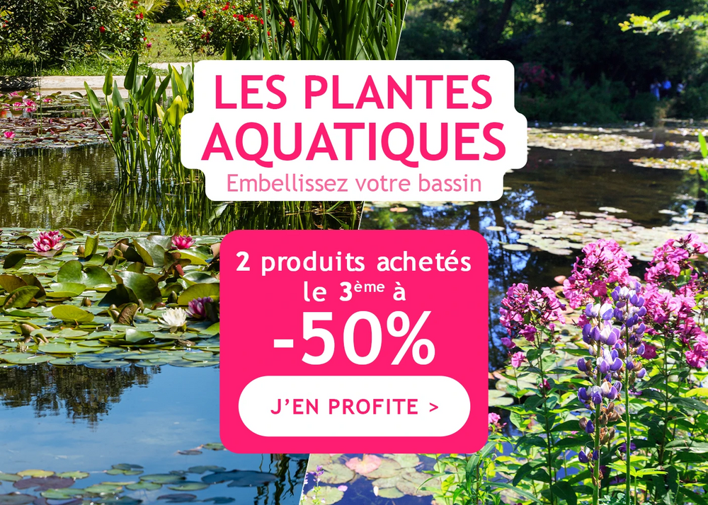 Plantes aquatiques : la 3ème à -50% !