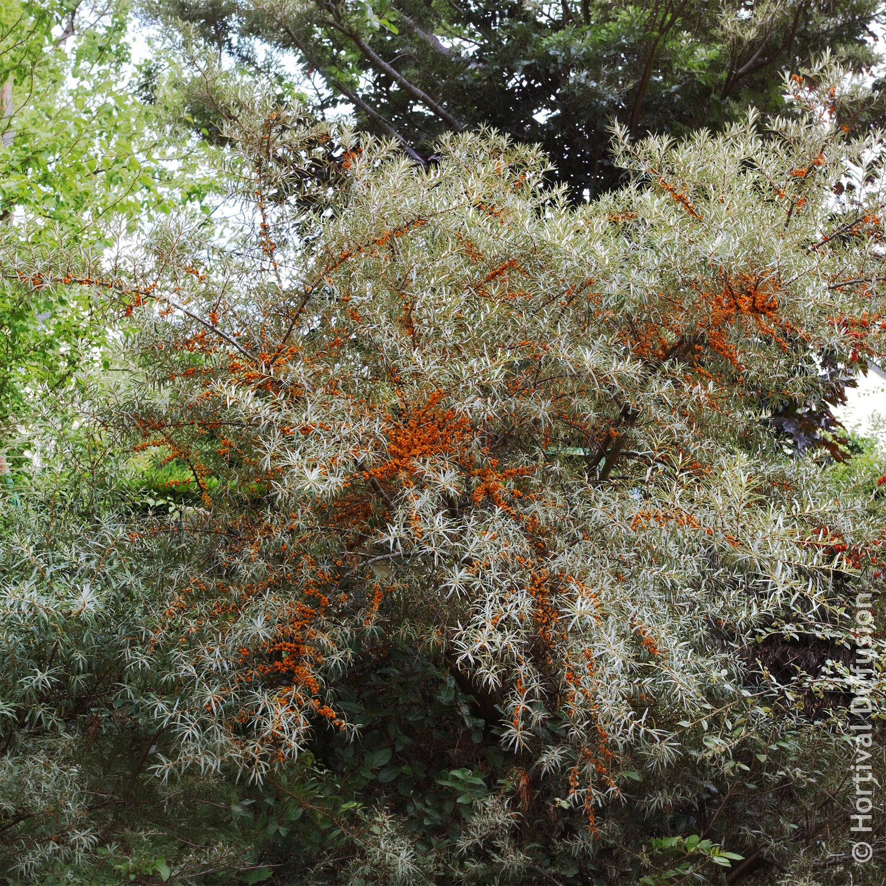 Vente Argousier - Hippophae rhamnoides