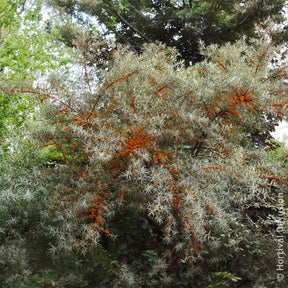 Vente Argousier - Hippophae rhamnoides