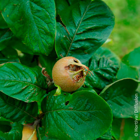 Vente Néflier - Mespilus germanica
