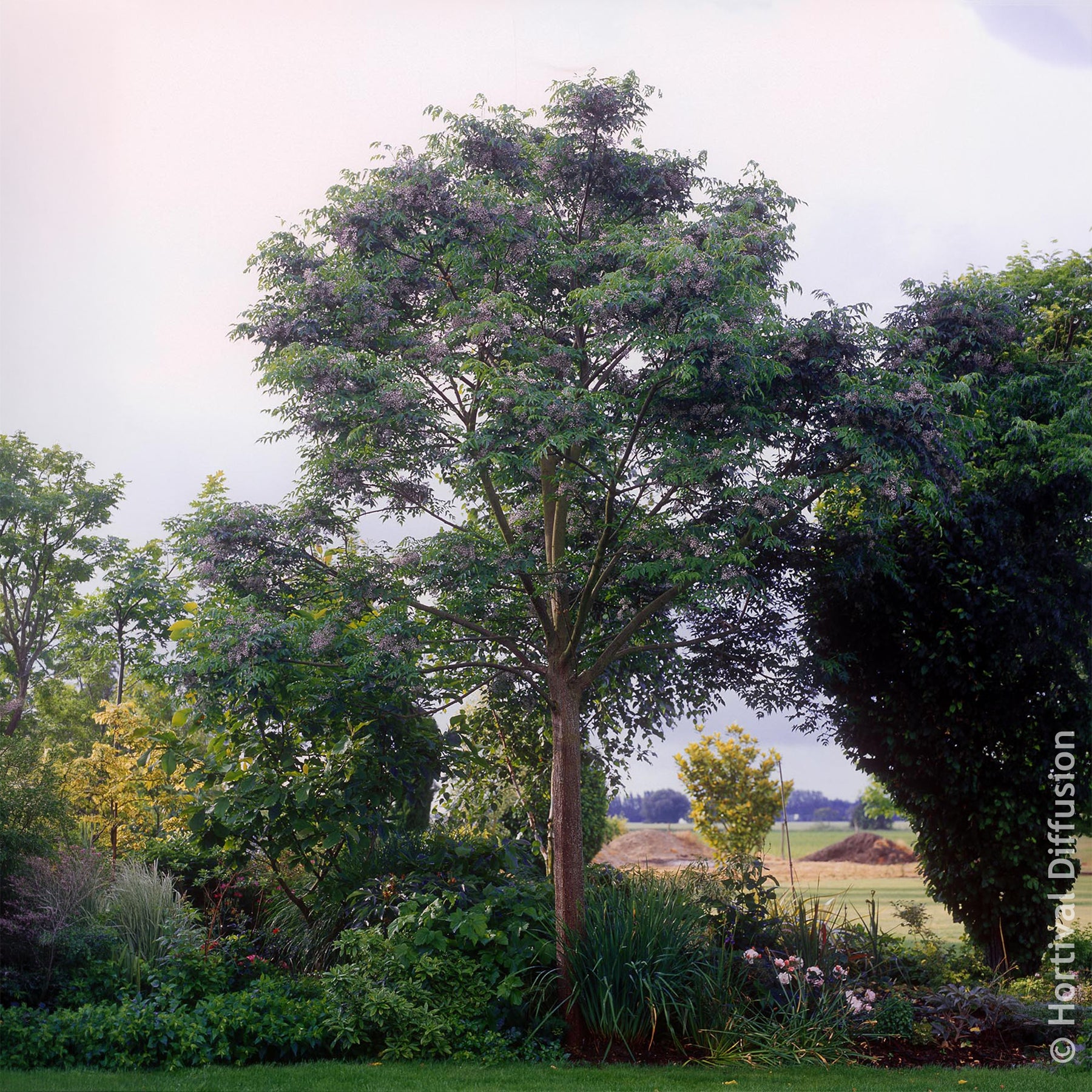 Lilas de Perse - Margousier - Arbres à fleurs - Willemse