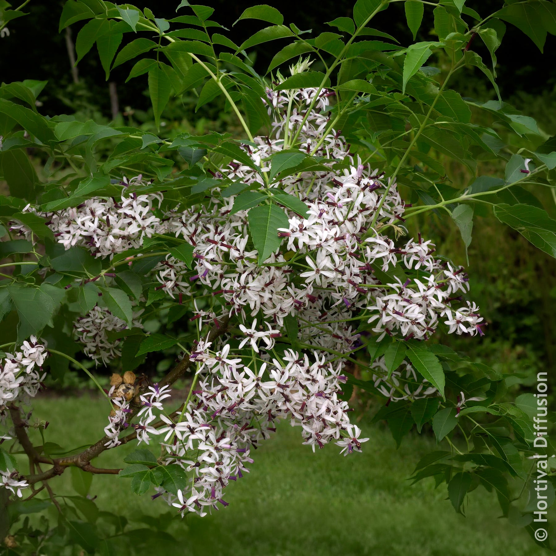 Vente Lilas de Perse - Margousier - Arbres à fleurs