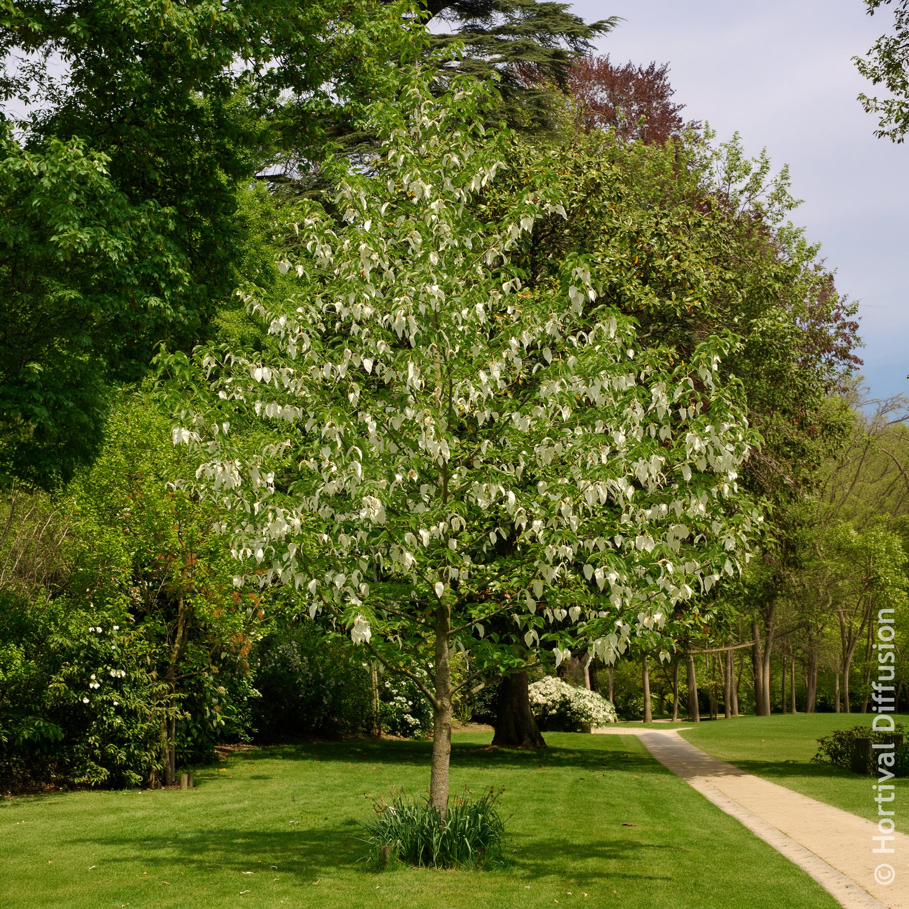 Arbre aux mouchoirs - Arbres à fleurs - Willemse