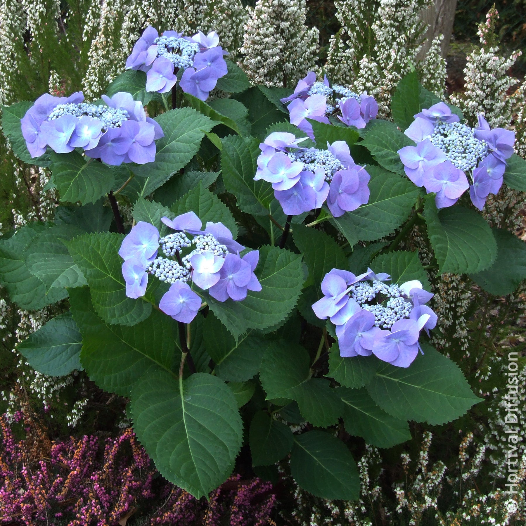 Hortensias - Hortensia Zorro Bleu - Hydrangea Zorro