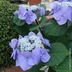 Vente Hortensia Zorro Bleu - Hydrangea Zorro