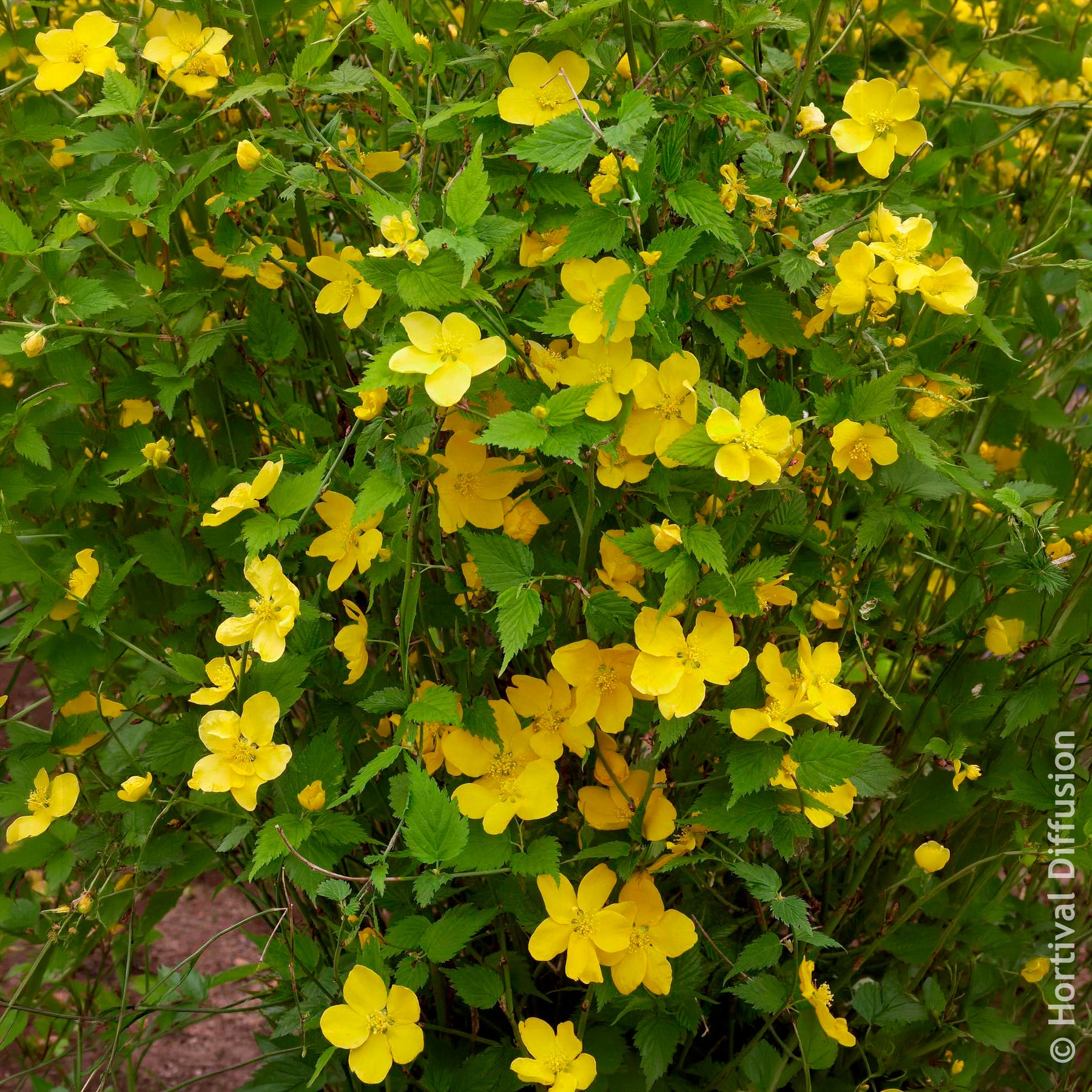 Corête du Japon Golden Guinea - Arbustes à fleurs - Willemse
