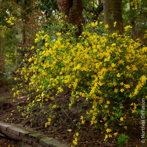 Vente Corête du Japon Golden Guinea - Arbustes à fleurs