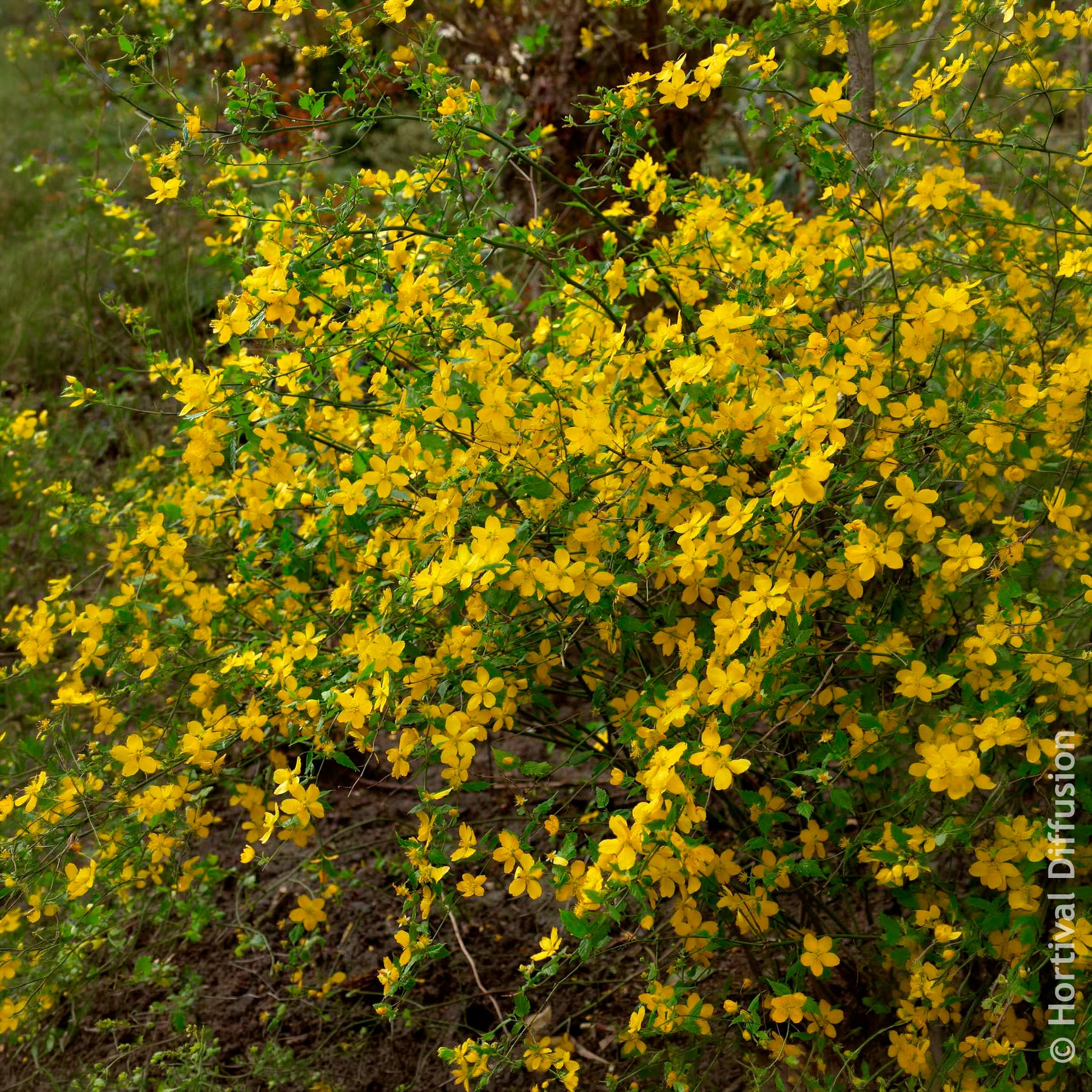 Vente Arbustes à fleurs - Corête du Japon Golden Guinea